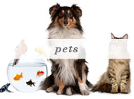 Personal Assistance - Pets